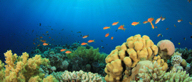 Tobago's reefs are abundant with marine life